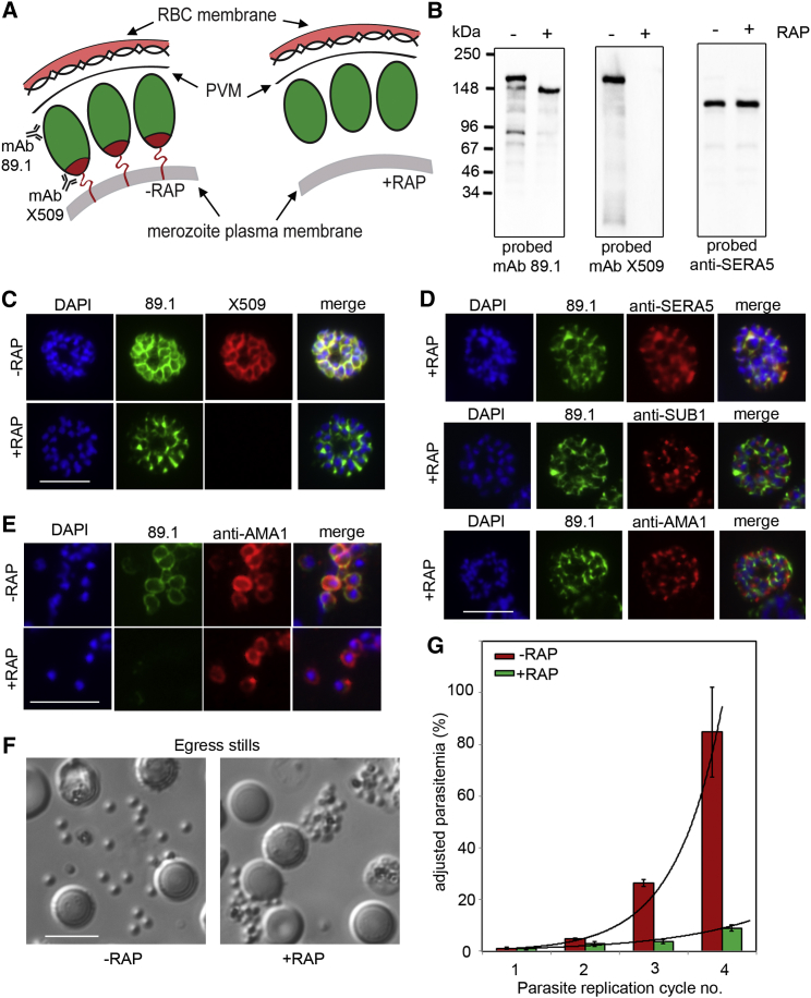 Figure 6