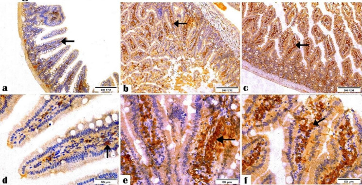 Fig. 7