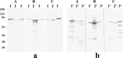 FIG. 5.