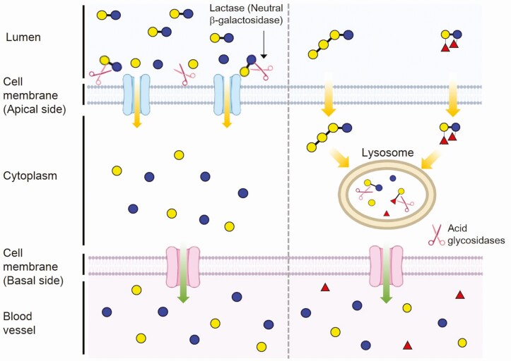 Figure 4.