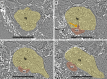 Figure 4—figure supplement 1.