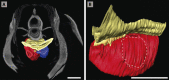 Figure 1—figure supplement 2.