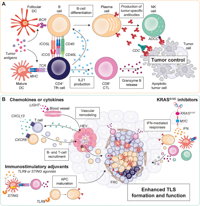 Figure 1. A, Summary of mechanisms by which TLS mediate antitumor immunity. On the one hand, GC B cells recognize tumor antigens (potentially presented by follicular DCs) and differentiate to plasma cells producing tumor-specific antibodies, that in turn propagate in the tumor bed and mediate CDC or NK cell–mediated ADCC of cancer cells. On the other hand, mature DCs present antigenic peptides to Tfh cells, activating them, and in turn stimulating CD8+ CTLs against tumor cells. Subsequent interaction of activated Tfh cells with B cells in TLS provide additional activating signals for Tfh cells by B cells (such us, antigen peptides presented on MHC class II molecules and ICOSL signals), and vice versa for B cells by Tfh cells (i.e., CD40–CD40 L interactions and IL21 production). B, Potential strategies to boost TLS formation and function. TLS neogenesis can be induced by the administration of chemoattractant chemokines (e.g., CXCL13), or cytokines (e.g., LIGHT) able to induce HEVs, thus boosting the influx of endogenous B and T cells. Immunostimulatory adjuvants (e.g., TLR9 or STING agonists) can promote TLS functions by mediating APC maturation, such as B-cell differentiation in antibody-producing plasma cells or maturation of DCs and subsequent cross-priming of CD8+ CTLs. Finally, KRASG12C inhibitors have demonstrated ability to promote tumor-associated TLS formation by potentially derepressing tumor-intrinsic IFN-mediated effects upon MYC inhibition, and subsequently upregulating MHC class II molecules on DCs and promoting the infiltration of activated CD8+ CTLs, B cells, and NK cells into the tumor. APC, antigen-presenting cells; BCR, B-cell receptor; CDC, complement-dependent cytotoxicity; FRC, fibroblastic reticular cells; TCR, T-cell receptor.