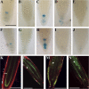 Fig. 8.