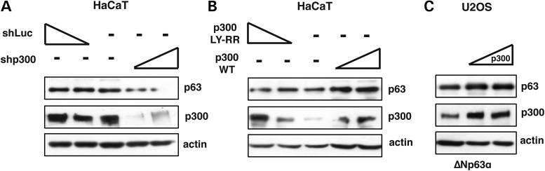 Figure 2.