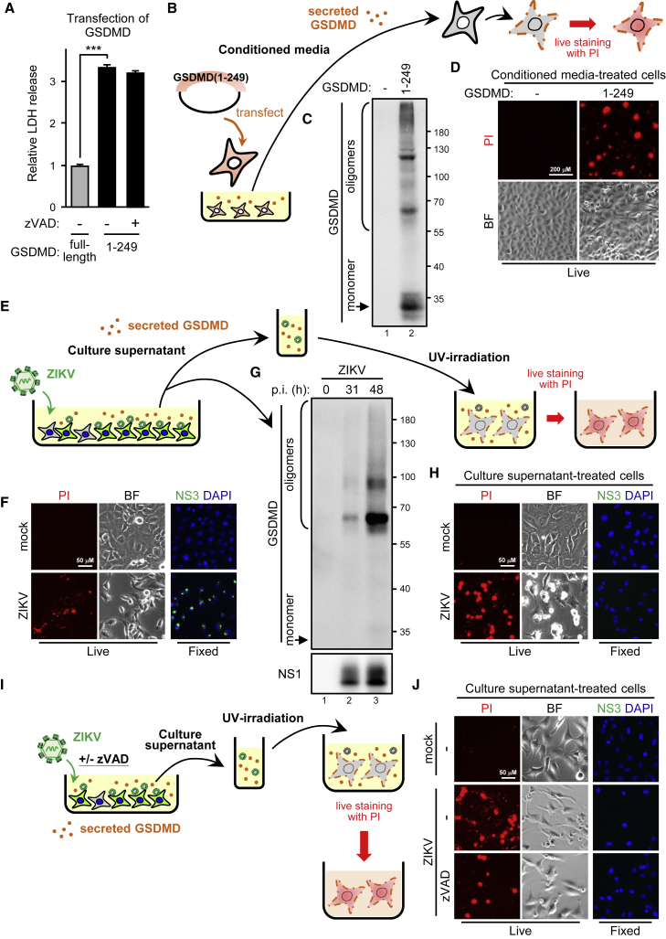 Figure 4