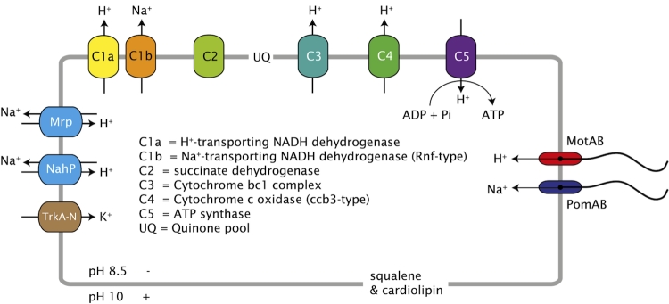 Figure 5