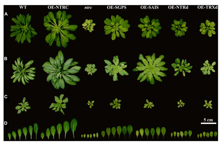 FIGURE 4