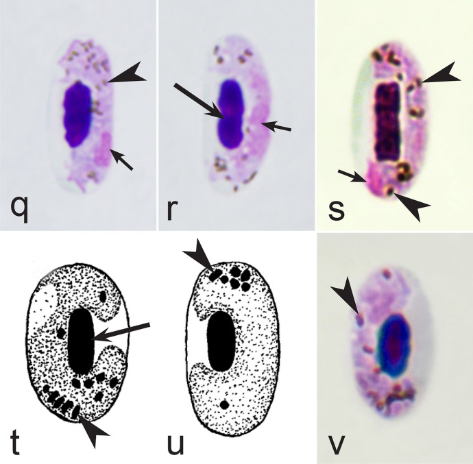 Fig. 33