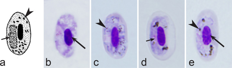 Fig. 23