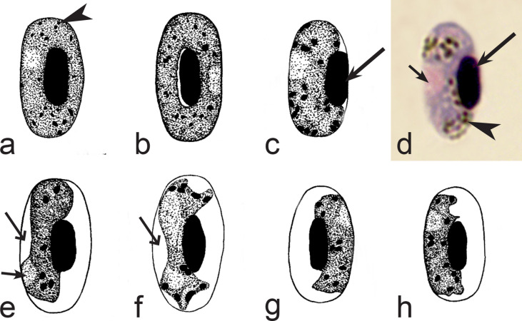 Fig. 5