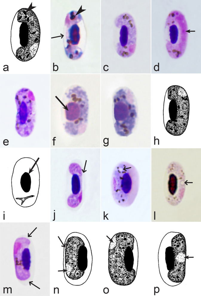 Fig. 33