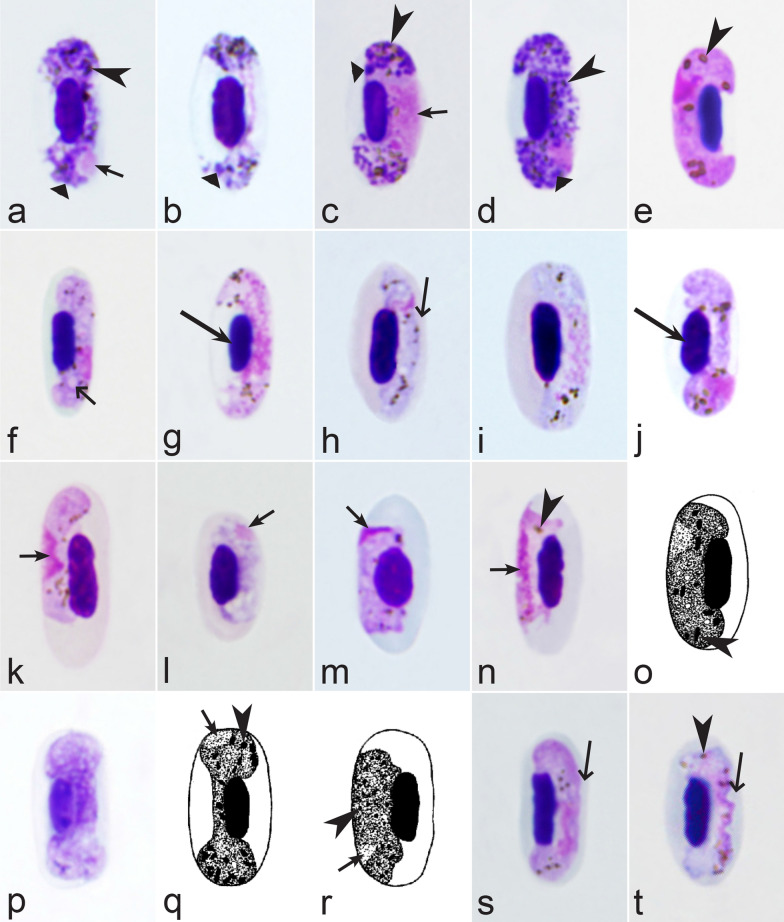 Fig. 34