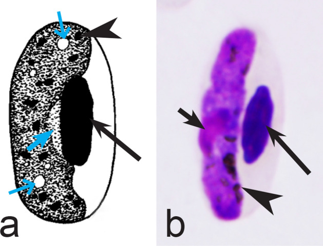 Fig. 11