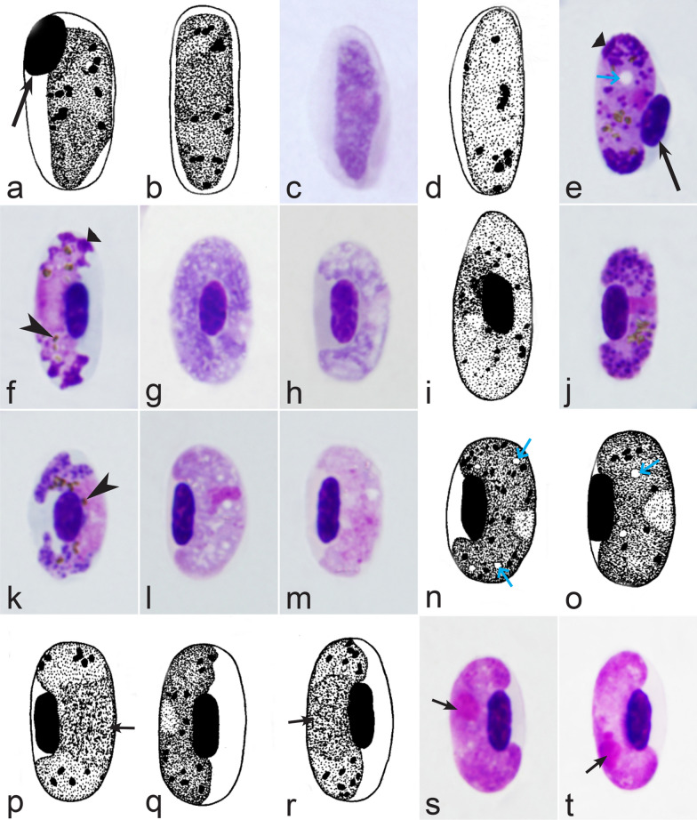 Fig. 14