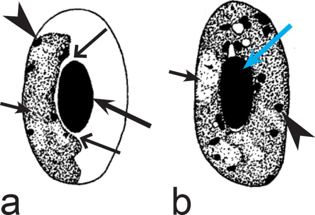 Fig. 20