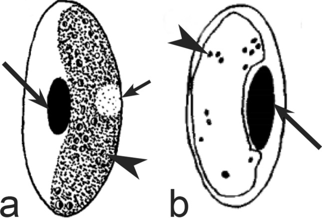 Fig. 24