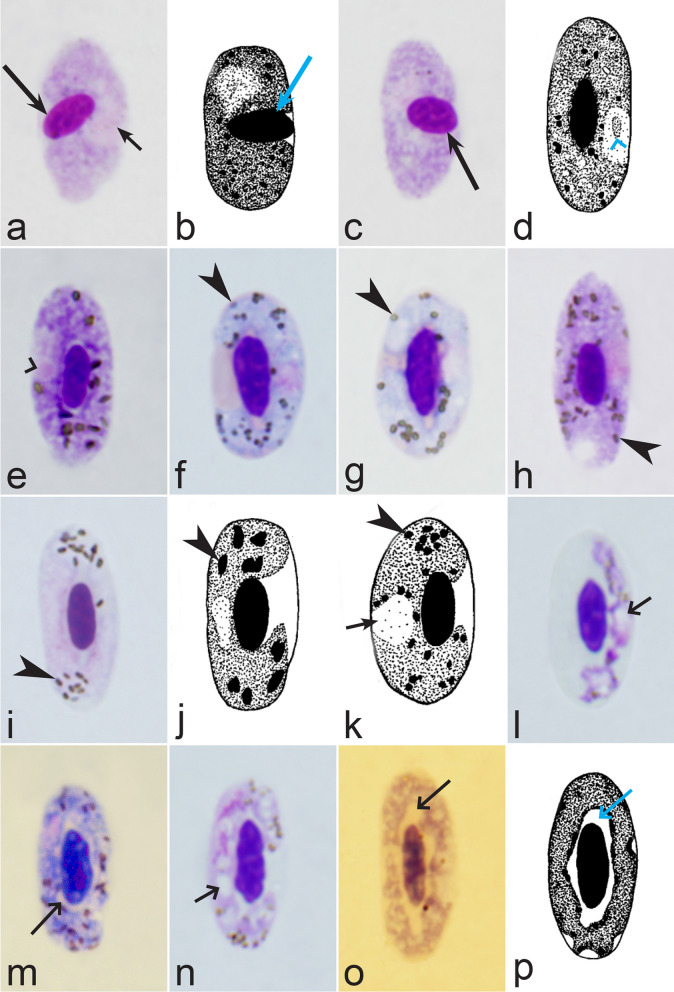 Fig. 10