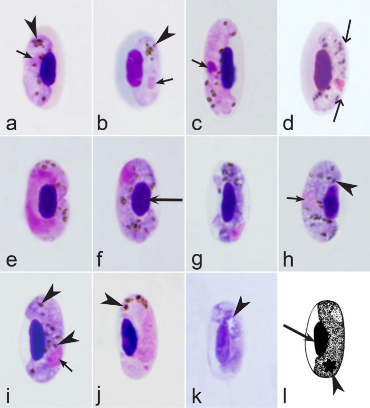 Fig. 32