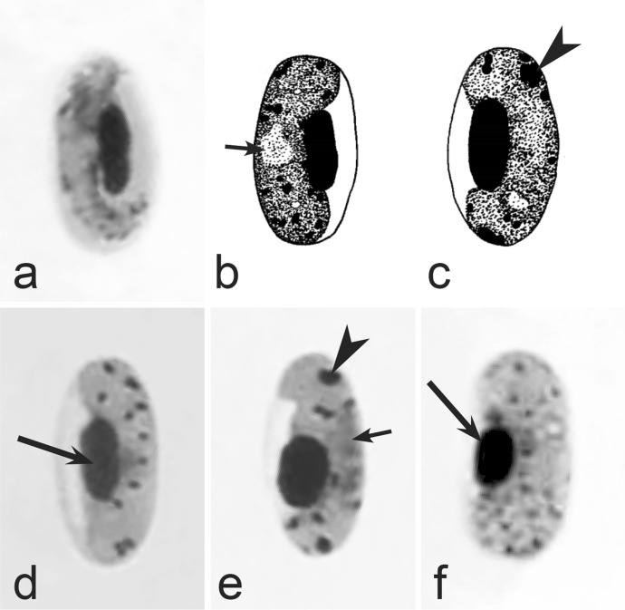 Fig. 15