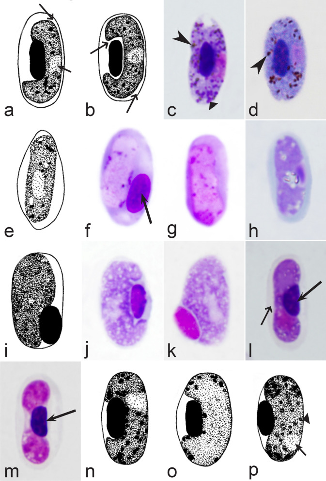 Fig. 22