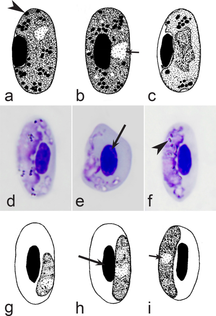 Fig. 21