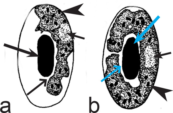 Fig. 12