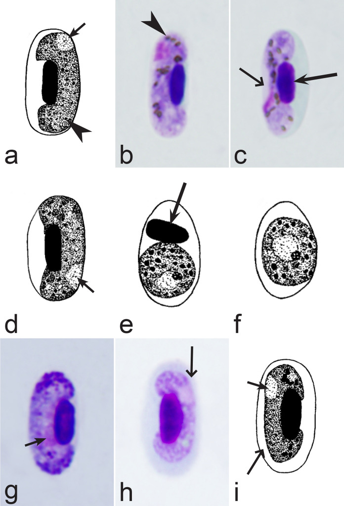 Fig. 31