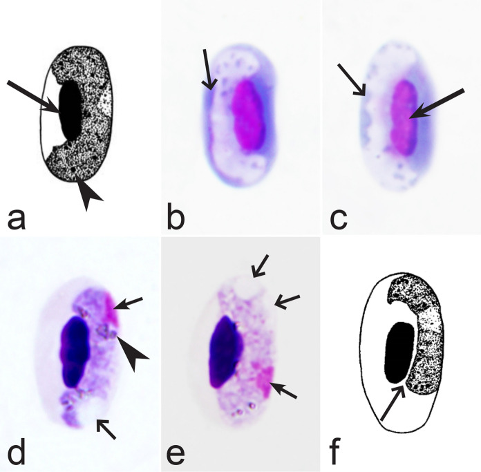 Fig. 29