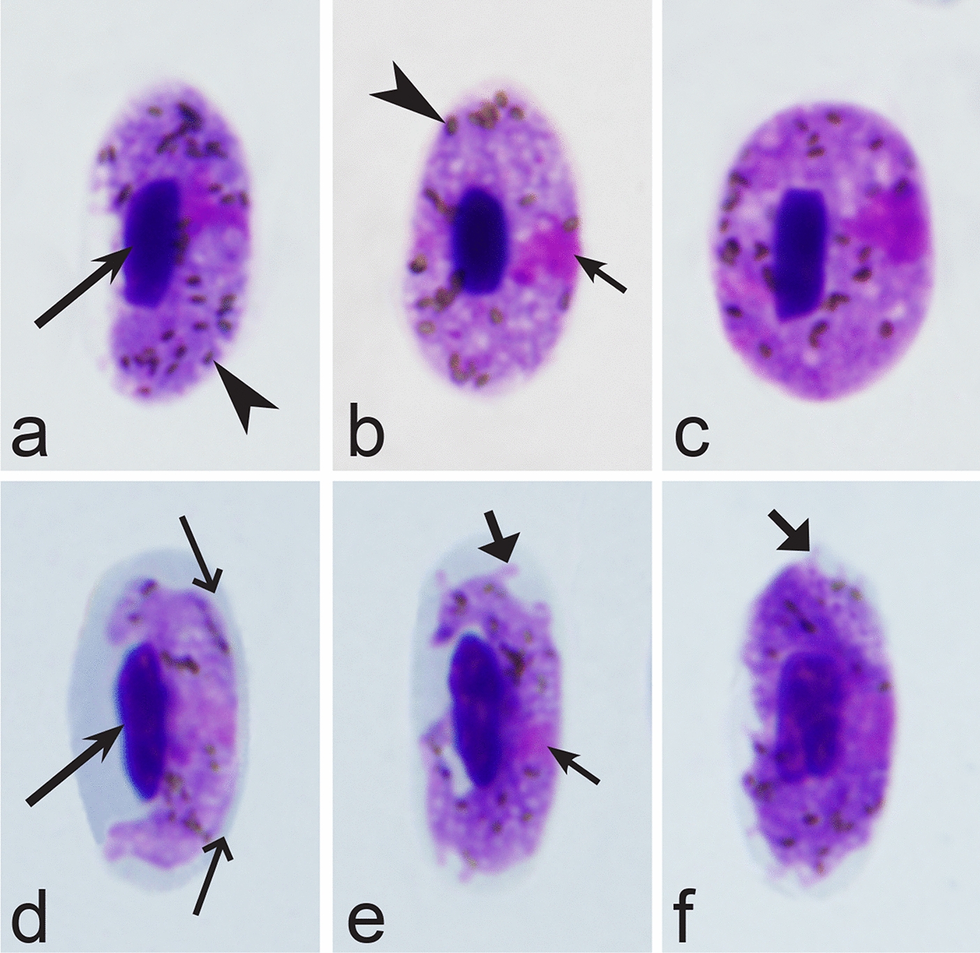 Fig. 16