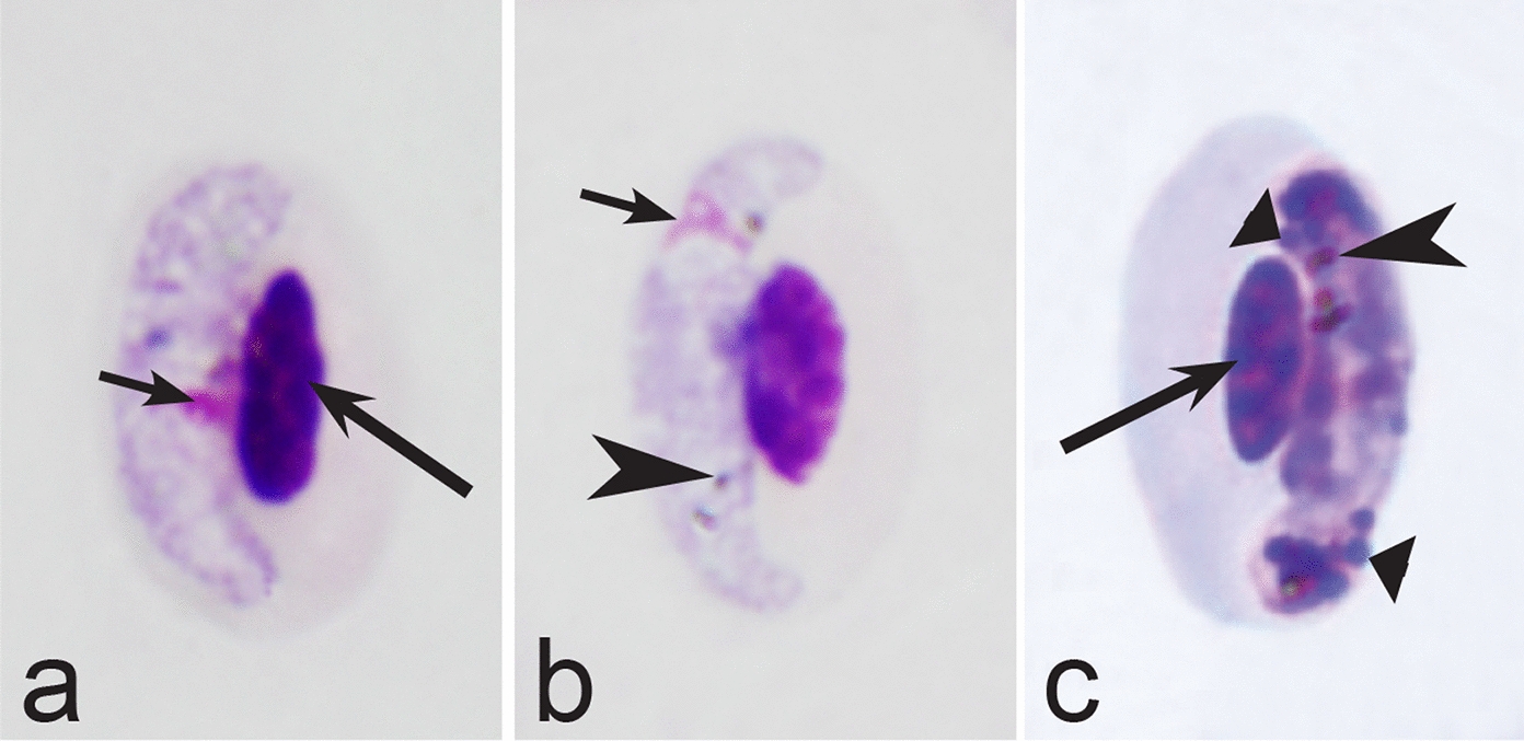 Fig. 19