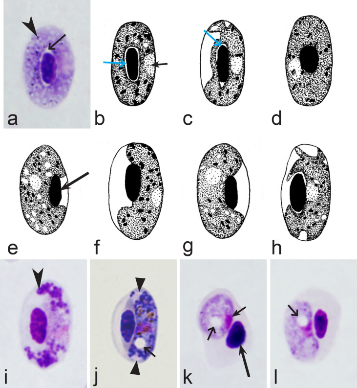 Fig. 17