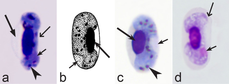 Fig. 36