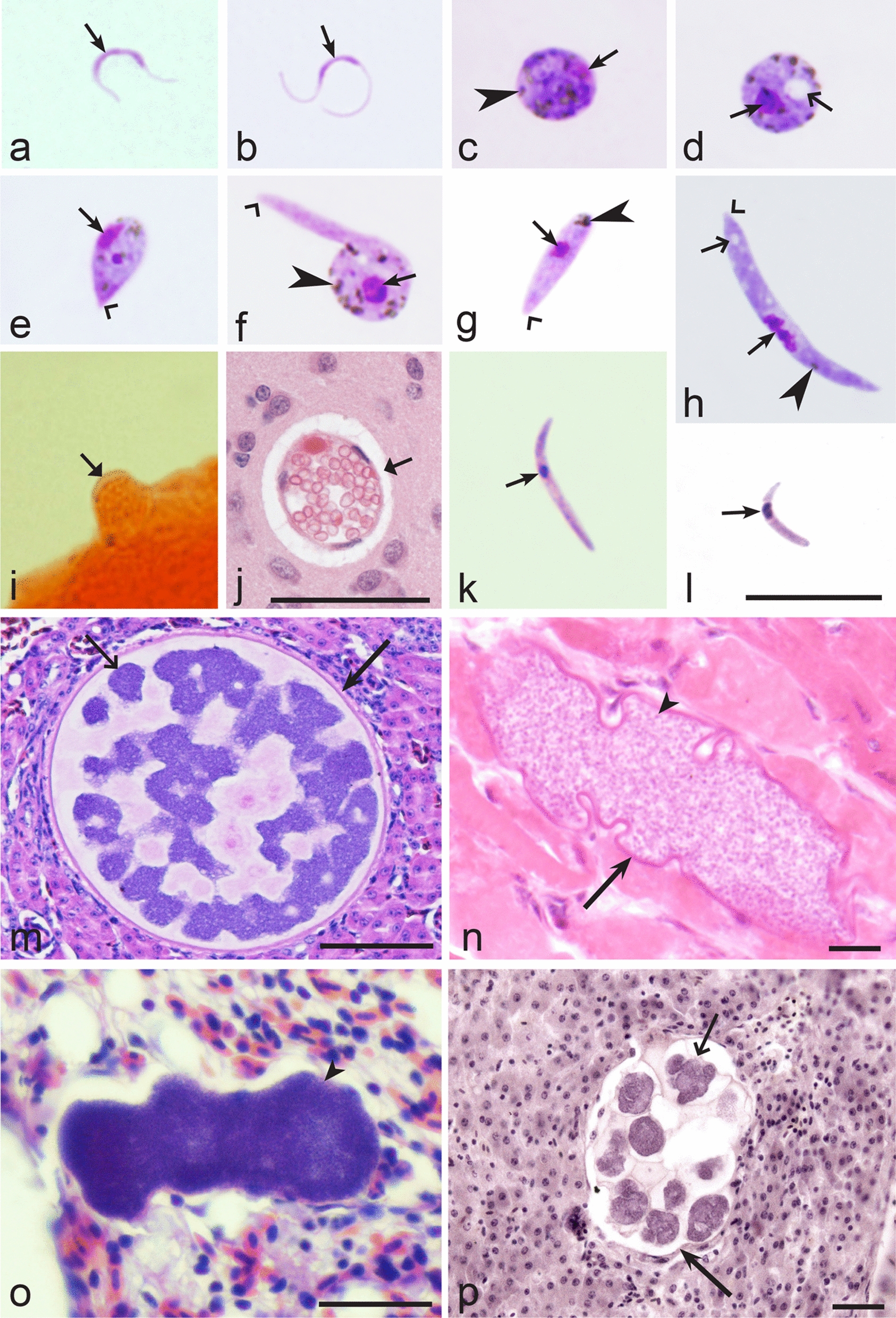 Fig. 39