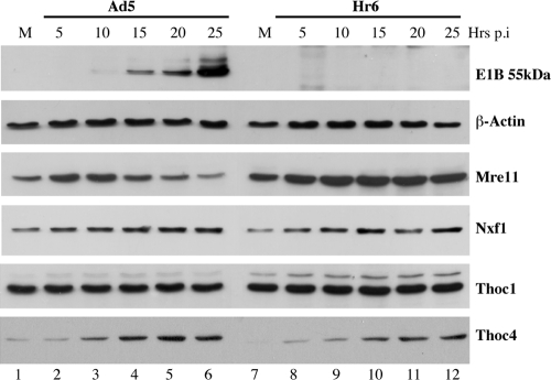 FIG. 5.