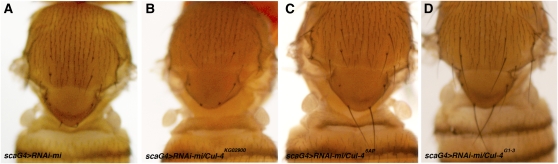 Figure 5 