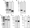 FIG 6