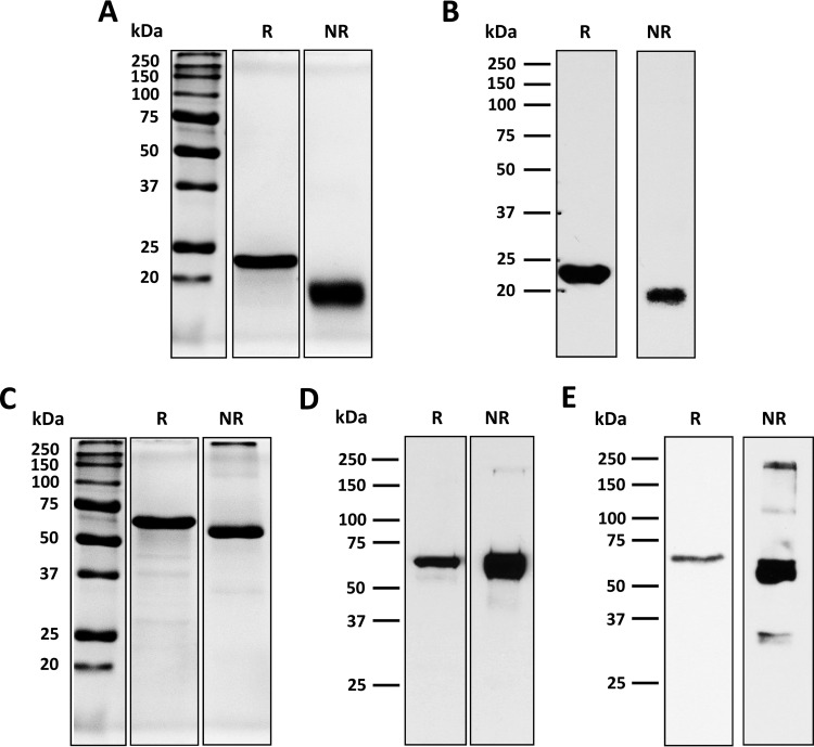 FIG 6