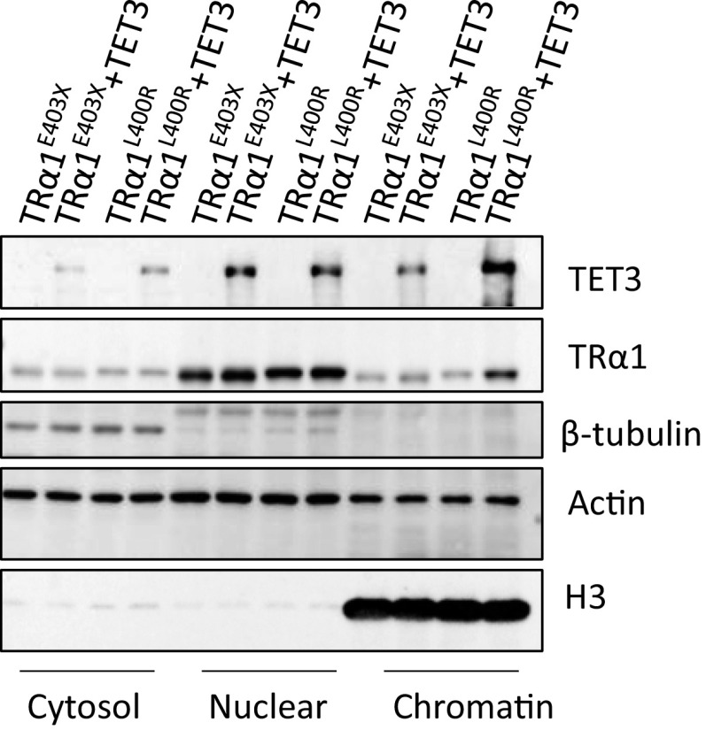 Fig. S6.