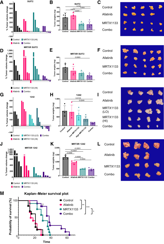 Figure 4. Irreversible Pan-ERBB inhibitor, afatinib, potentiates MRTX1133 in vivo. A, Posttreatment tumor volumes normalized to pretreatment volumes of NSG mice orthotopically injected with SUIT2 and treated for 10 days with vehicle, MRTX1133, afatinib, or combo. B, Tumor weights of mice in A. C, Tumors of mice in A imaged at necropsy. D, Posttreatment tumor volumes normalized to pretreatment volumes of NSG mice orthotopically injected with MRTXR SUIT2 and treated for 10 days with vehicle, MRTX1133, afatinib, or combo. E, Tumor weights of mice in D. F, Tumors of mice in D imaged at necropsy. G, Posttreatment tumor volumes normalized to pretreatment volumes of C57BL/6J mice orthotopically injected with parental KPC 1242 cells and treated for 10 days with vehicle, MRTX1133, afatinib, or combo. H, Tumor weights of mice in G. I, Tumors of mice in G imaged at necropsy. J, Posttreatment tumor volumes normalized to pretreatment volumes of C57BL/6J mice orthotopically injected with MRTXR KPC 1242 cells and treated for 10 days with vehicle, MRTX1133, afatinib, or combo. K, Tumor weights of mice in J. L, Tumors of mice in J imaged at necropsy. M, Survival study of C57BL/6J mice orthotopically injected with parental KPC 1242 cells and treated with vehicle, MRTX1133, afatinib, or combo. †, censored data; *, P < 0.05; **, P < 0.01; ***, P < 0.001, log-rank test. Data, mean values ± SD.