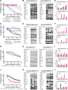 Figure 1. MRTX1133 specifically targets oncogenic KRASG12D human and mouse PDAC models and leads to the upregulation of ERBB activation. A, Dose–response analysis of PDOs harboring the KRASWT, KRASG12V, or KRASG12D alleles 5 days after treatment with MRTX1133. B, Immunoblot analyses of the upstream and downstream targets of KRAS signaling in hT102 (KRASWT) and hM1F (KRASG12D) at 0, 3, 24, and 72 hours using 60 nmol/L MRTX1133. C, Quantification of B. D, Dose–response analysis of PDAC cell lines harboring the KRASWT or KRASG12D alleles 3 days after treatment with MRTX1133. E, Immunoblot analyses of the upstream and downstream targets of KRAS in BXPC3 (KRASWT) and SUIT2 (KRASG12D) at 0, 3, 24, and 72 hours using 60 nmol/L MRTX1133 for BXPC3 and SUIT2. F, Quantification of E. G, Dose–response analysis of mouse KRASG12D KPC organoids 3 days after treatment with MRTX1133. H, Immunoblot analyses of the upstream and downstream targets of KRAS in two different KPC mouse organoids (mT3 and mT9) at 0, 3, 24, and 72 hours using 60 nmol/L MRTX1133. I, Quantification of H. J, Dose–response analysis of mouse KRASG12D KPC cell lines 3 days after treatment with MRTX1133. K, Immunoblot analyses of the upstream and downstream targets of KRAS in two different KPC lines at 0, 3, 24, and 72, hours using 60 nmol/L MRTX1133. L, Quantification of K. Data, mean values ± SD. Immunoblots are representative of at least three independent experiments.