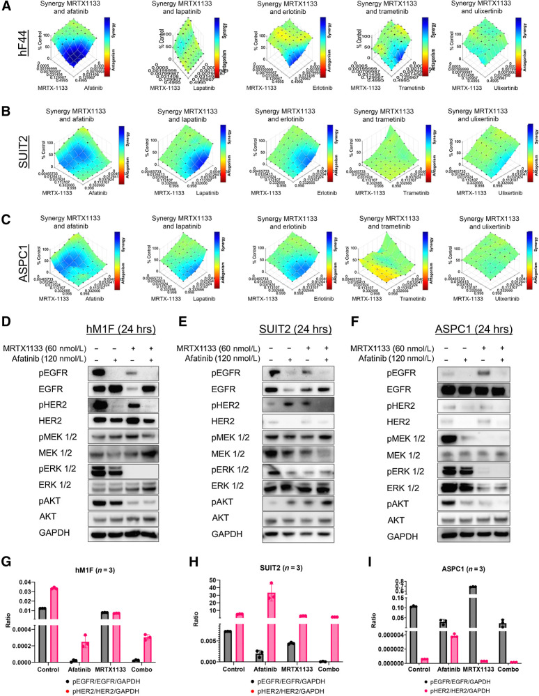 Figure 2. Irreversible Pan-ERBB inhibitors work synergistically with MRTX1133 in vitro. A, Evaluation of the synergistic effect of MRTX1133 with afatinib (panERBB inhibitor), lapatinib (EGFR/HER2 inhibitor), erlotinib (EGFR inhibitor), trametinib (MEK1/2 inhibitor), and ulixertinib (ERK1/2 inhibitor) using the BLISS synergy model in hF44 PDO, B and C, SUIT2 (B), and ASPC1 (C) show the potent and consistent synergy of MRTX1133 with afatinib. D–F, Western blot analyses of the upstream and downstream pathway targets of KRAS show a synergistic downregulation of the expression of EGFR and HER2 in hM1F (D), SUIT2 (E), and ASPC1 (F). G–I, Quantification of D, E, and F, respectively. Data, mean values ± SD. Immunoblots are representative of at least three independent experiments.