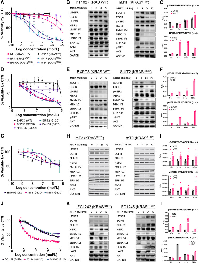 Figure 1. MRTX1133 specifically targets oncogenic KRASG12D human and mouse PDAC models and leads to the upregulation of ERBB activation. A, Dose–response analysis of PDOs harboring the KRASWT, KRASG12V, or KRASG12D alleles 5 days after treatment with MRTX1133. B, Immunoblot analyses of the upstream and downstream targets of KRAS signaling in hT102 (KRASWT) and hM1F (KRASG12D) at 0, 3, 24, and 72 hours using 60 nmol/L MRTX1133. C, Quantification of B. D, Dose–response analysis of PDAC cell lines harboring the KRASWT or KRASG12D alleles 3 days after treatment with MRTX1133. E, Immunoblot analyses of the upstream and downstream targets of KRAS in BXPC3 (KRASWT) and SUIT2 (KRASG12D) at 0, 3, 24, and 72 hours using 60 nmol/L MRTX1133 for BXPC3 and SUIT2. F, Quantification of E. G, Dose–response analysis of mouse KRASG12D KPC organoids 3 days after treatment with MRTX1133. H, Immunoblot analyses of the upstream and downstream targets of KRAS in two different KPC mouse organoids (mT3 and mT9) at 0, 3, 24, and 72 hours using 60 nmol/L MRTX1133. I, Quantification of H. J, Dose–response analysis of mouse KRASG12D KPC cell lines 3 days after treatment with MRTX1133. K, Immunoblot analyses of the upstream and downstream targets of KRAS in two different KPC lines at 0, 3, 24, and 72, hours using 60 nmol/L MRTX1133. L, Quantification of K. Data, mean values ± SD. Immunoblots are representative of at least three independent experiments.