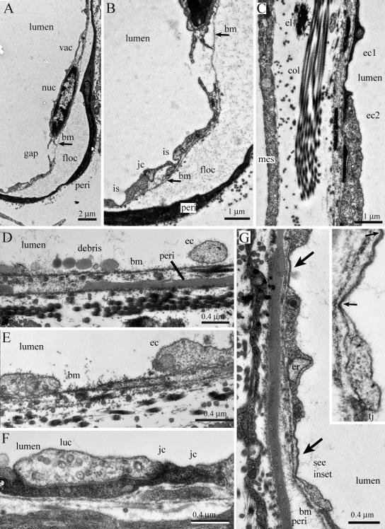 FIG. 5.