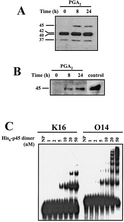 FIG. 7