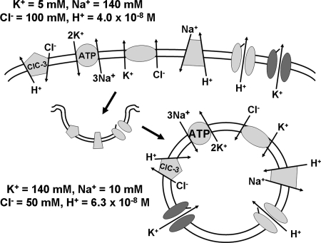 FIG. 2.