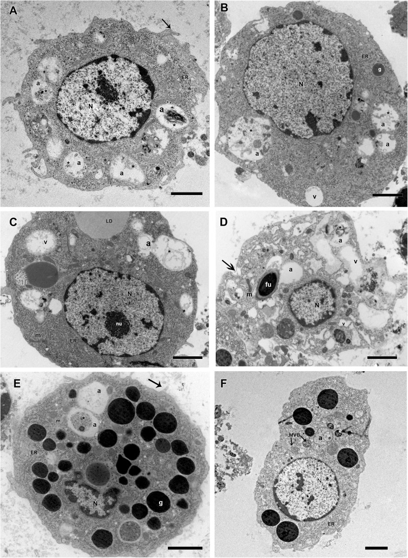 FIGURE 11