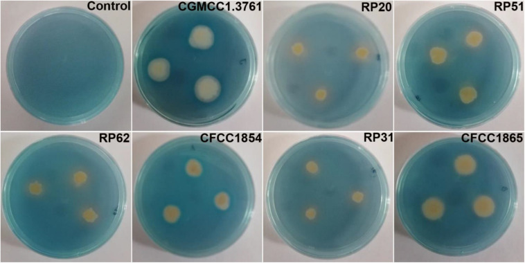 FIGURE 3