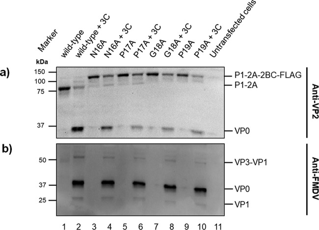 FIG 6