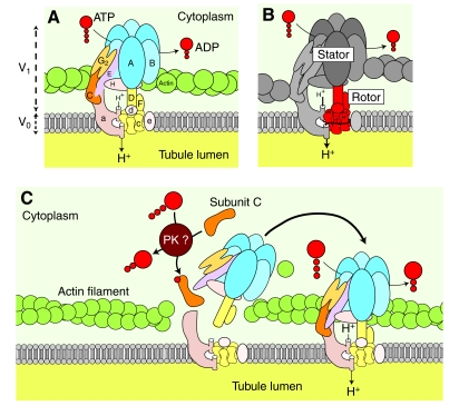 Fig. 7.